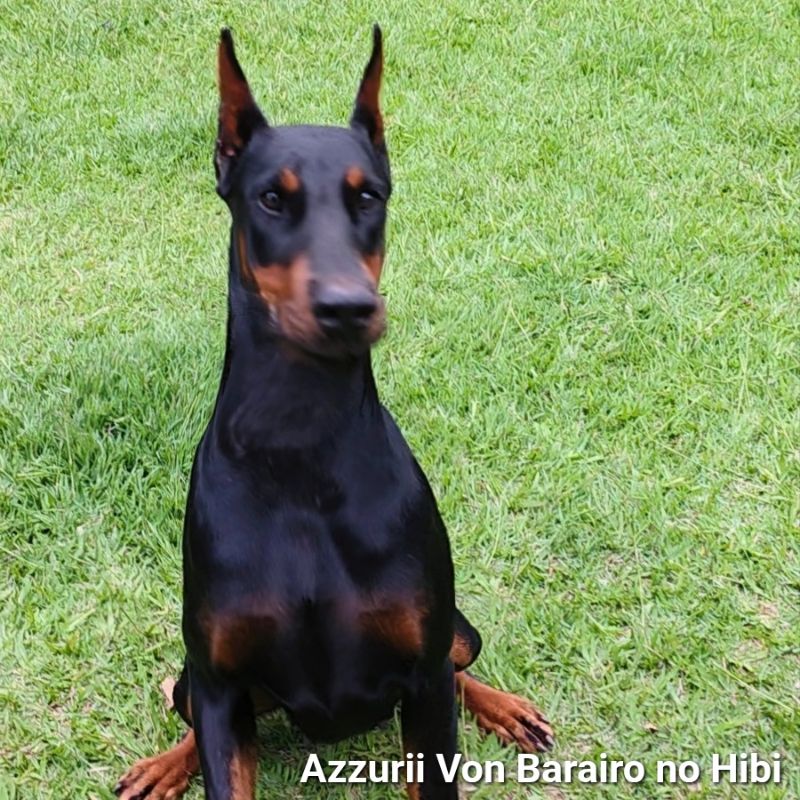 Azzurii Von Barairo no Hibi