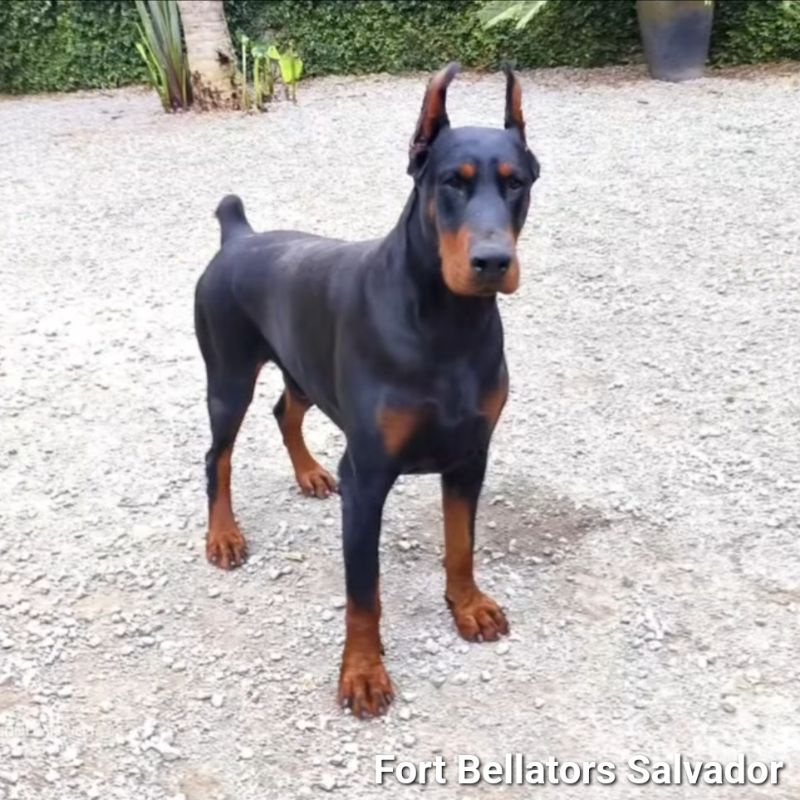 Fort Bellators Salvador