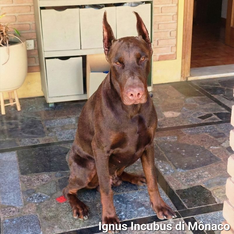 Ignus Incubus di Mônaco