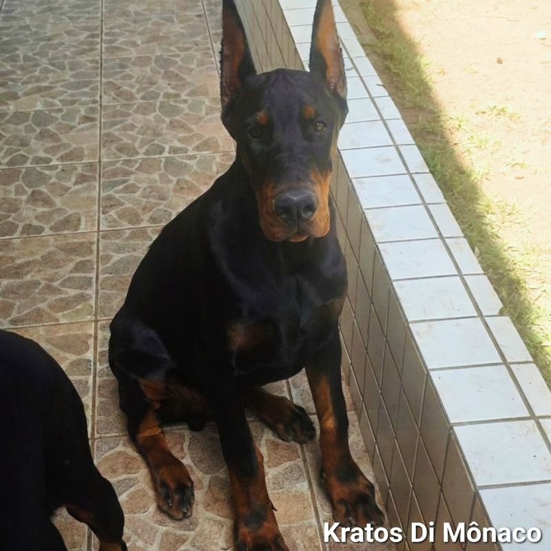 Kratos Di Mônaco