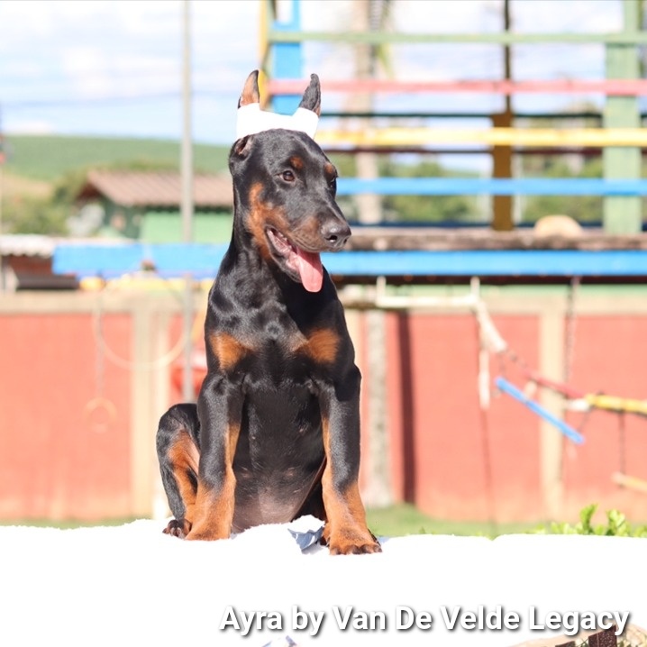 Ayra by Van De Velde Legacy