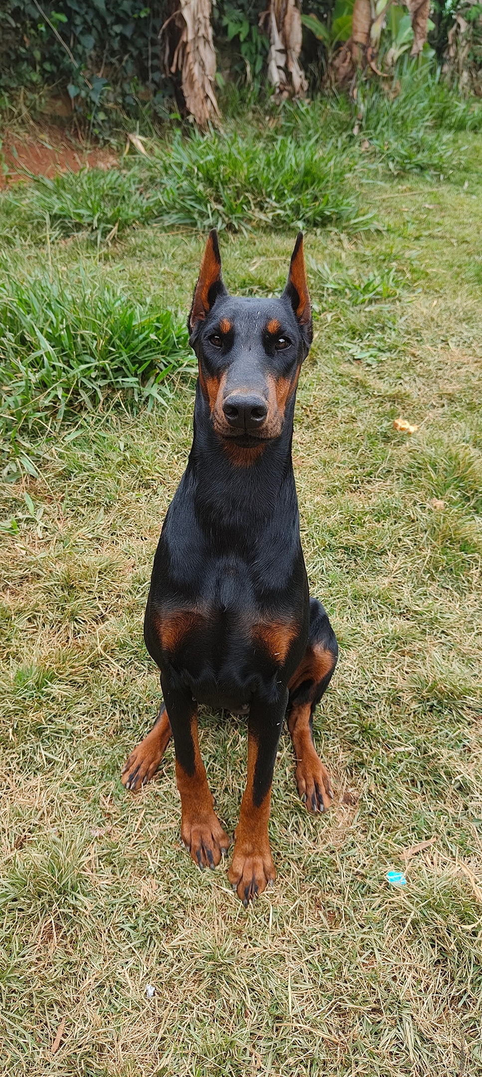 Azzurii Von Barairo no Hibi