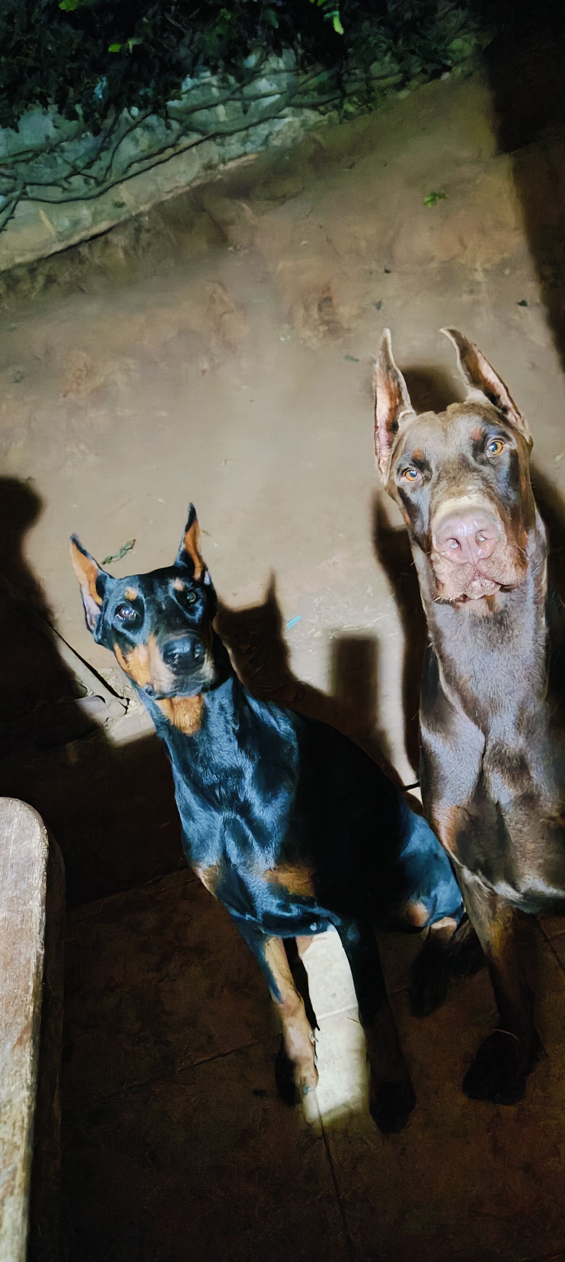 Ignus Incubus di Mônaco