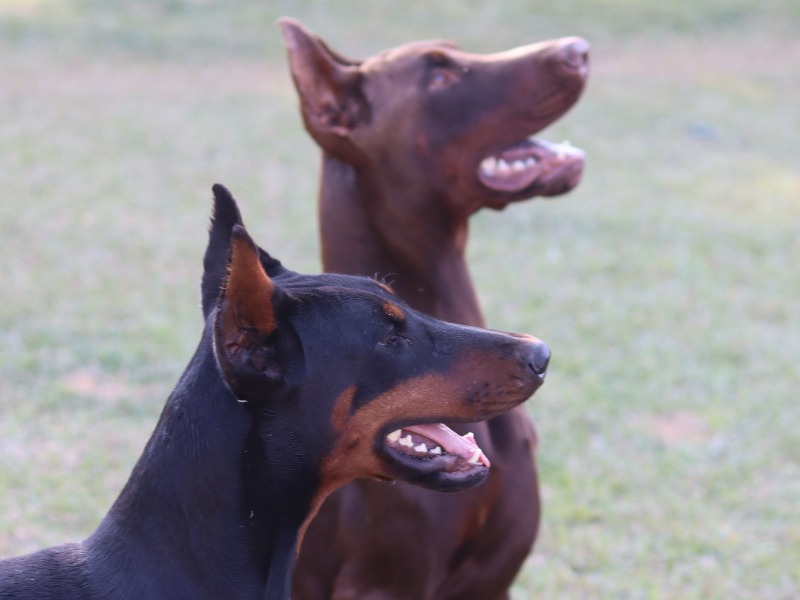 Saúde e Procedência Genética