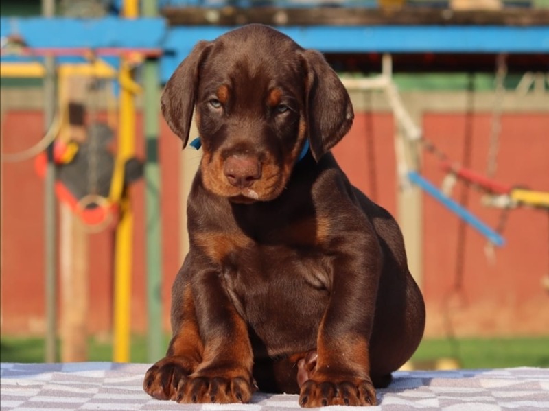 Padrão Robusto e Imponente