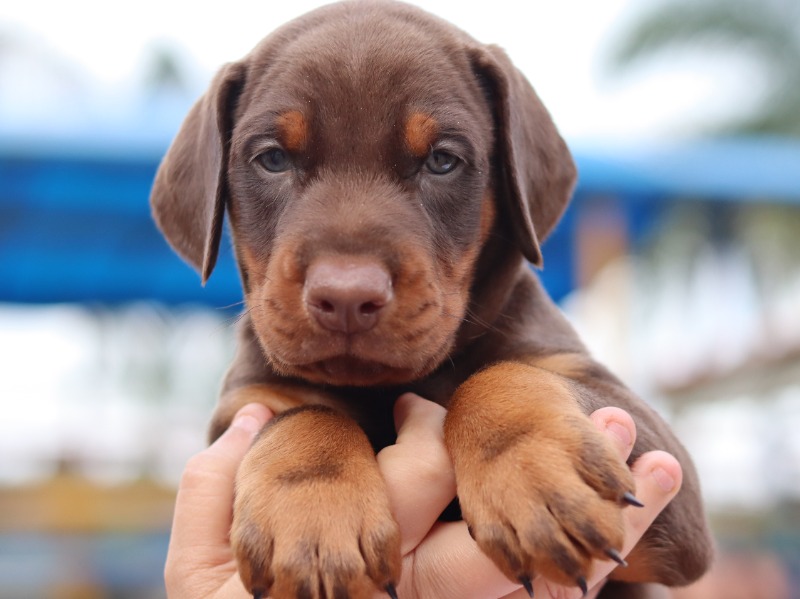 Seleção Comportamental