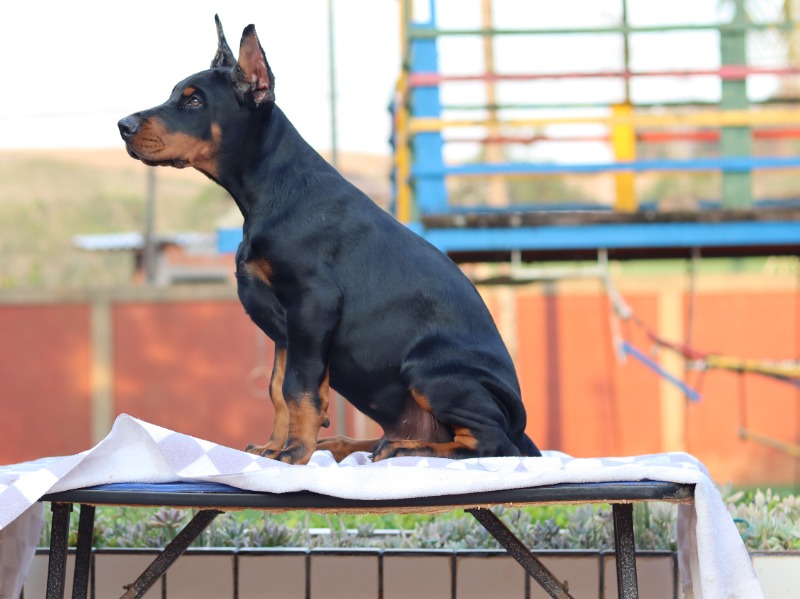 Foco em Valor, Não Preço