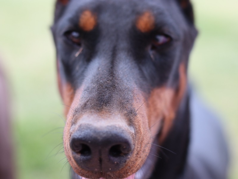 IA de Ajuda e Cuidados