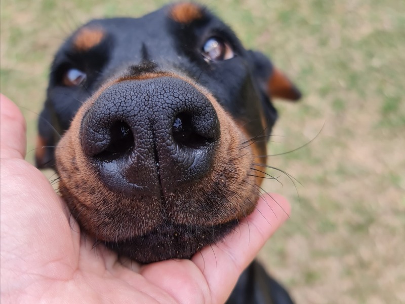 Sociáveis com Crianças