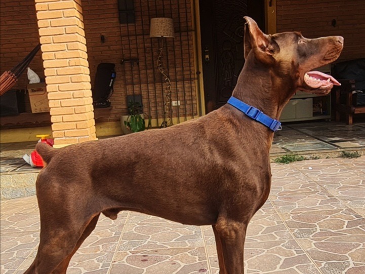 Proteção e Carinho