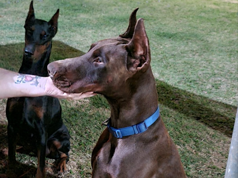 Integração Perfeita