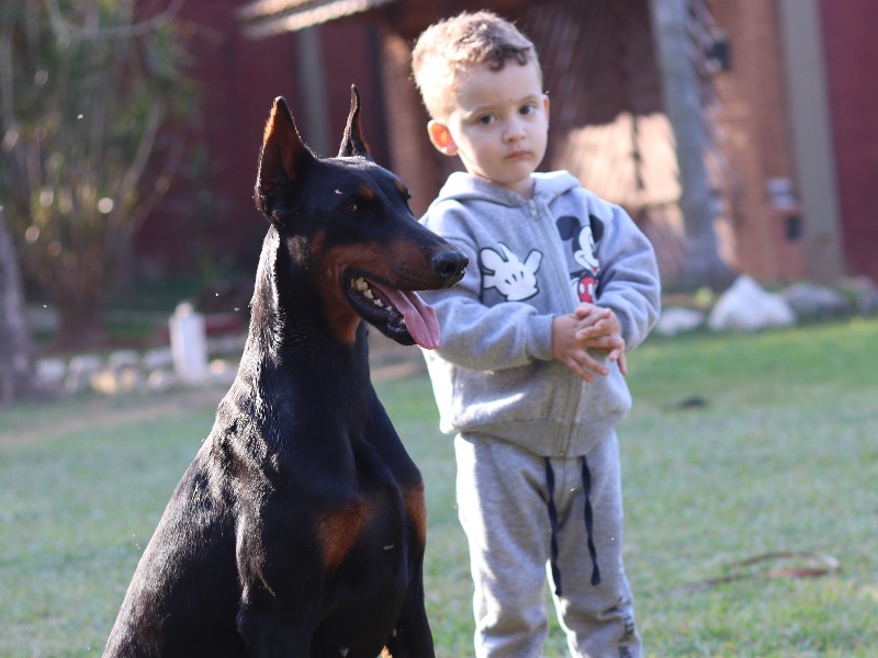 Companheiros Confiáveis